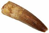 Fossil Spinosaurus Tooth - Real Dinosaur Tooth #329626-1